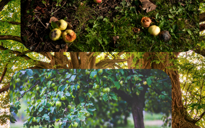 Tu empresa no es el tronco: la obsesión del jefe que está matando al árbol
